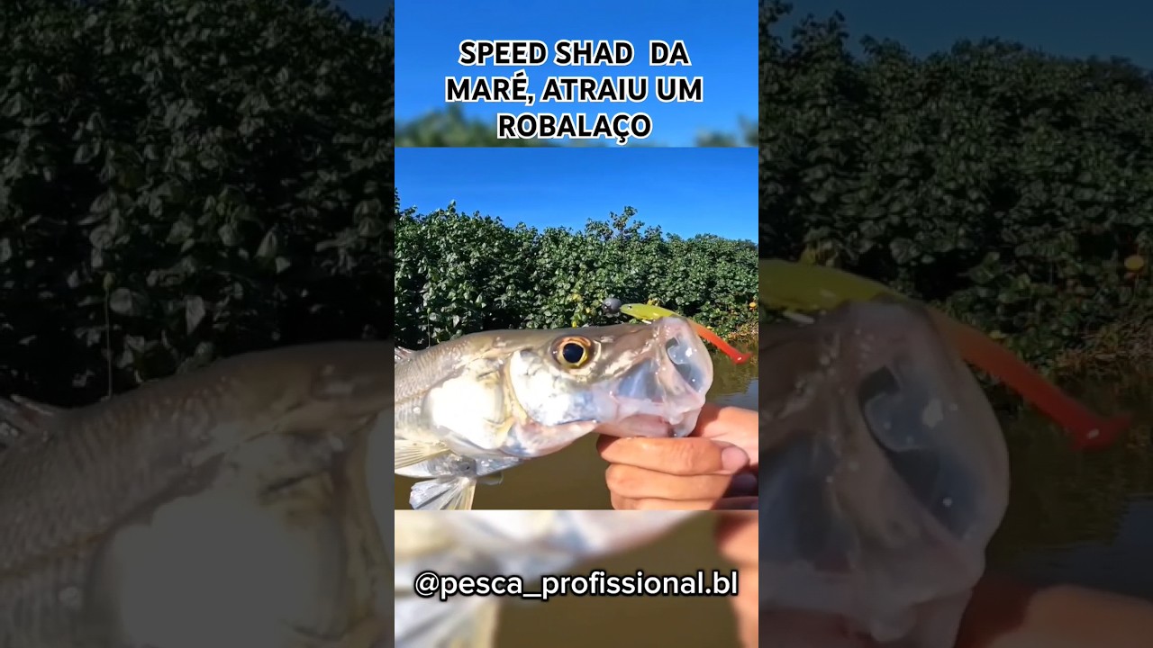 SPEED SHAD DA MARÉ, ATRAIU UM ROBALAÇO