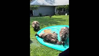 Emus Getting Cozy and Having Fun at a Splash Pad