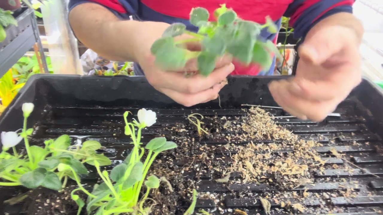 División de violeta africana.