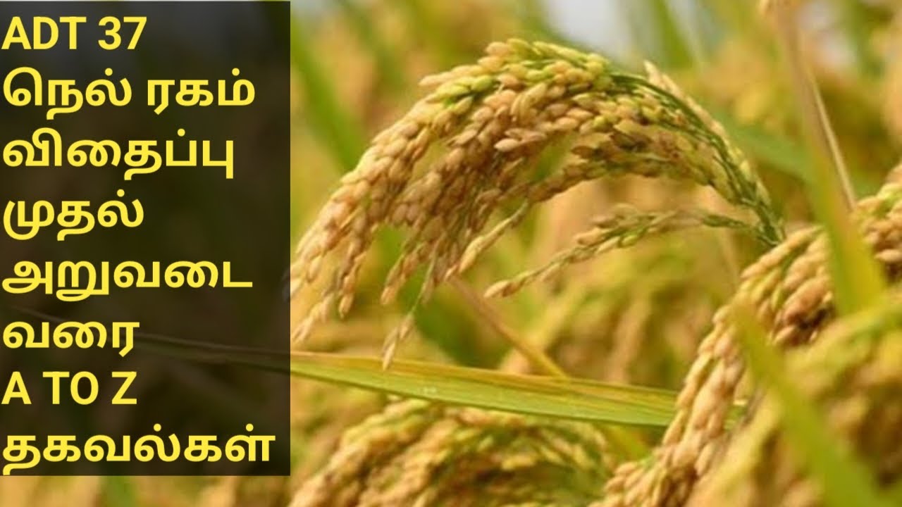 ADT 37 நெல் ரகம் விதைப்பு முதல் அறுவடை வரை A to Z தகவல்கள்/உரம் அளவு,பூச்சி கட்டுப்பாடு,நோய் மருந்து