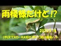 2023.5.14 雨模様だけど⁉️