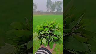 #viral #viralshorts #utubevideo #farmer #trending #viralvideo