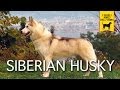 SIBERIAN HUSKY trailer documentario