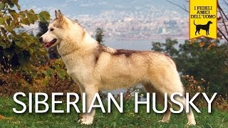 SIBERIAN HUSKY trailer documentario