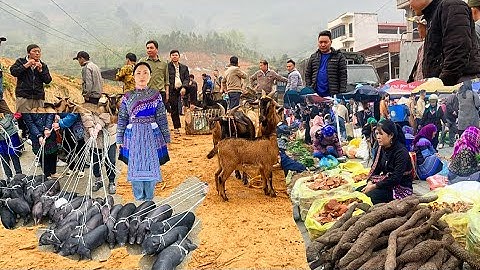 Chợ Phiên Miền Núi Cốc Ly Bắc Hà , Phiên Chợ Bán Vật Nuôi Lớn Nhất Tây Bắc,
