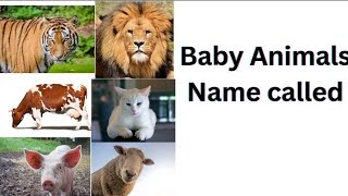 Baby Animals name called|| name of baby animals