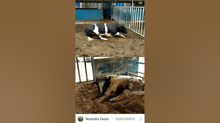 Hasil Persilangan Sapi Belgian Blue