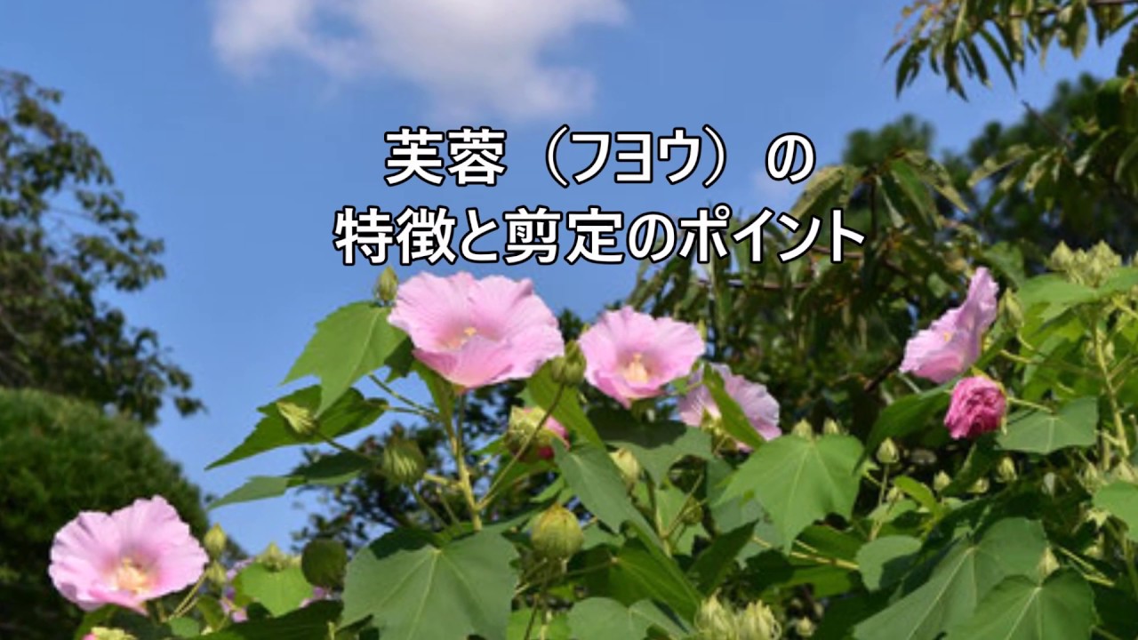 芙蓉 フヨウ の特徴と剪定のポイント 須市 久喜市 幸手市の植木屋 Youtube