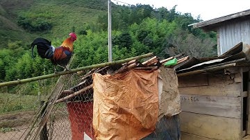 Qaib qus pom 2 quas zoo tiag2 -2018-2019