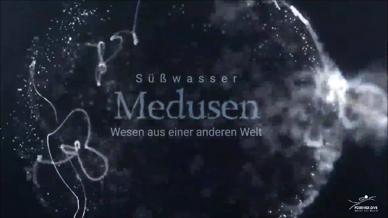 Süßwasser Medusen - Wesen aus einer anderen Welt - Freshwater Medusen