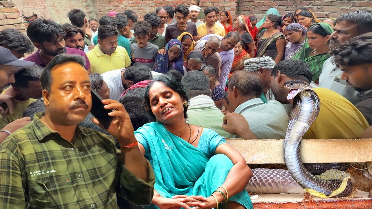 उत्तर प्रदेश के आजमगढ़ जिले में, कोबरा सांप के काटने से एक और घटना, फिर सांप को कैसे रेस्क्यू किया!
