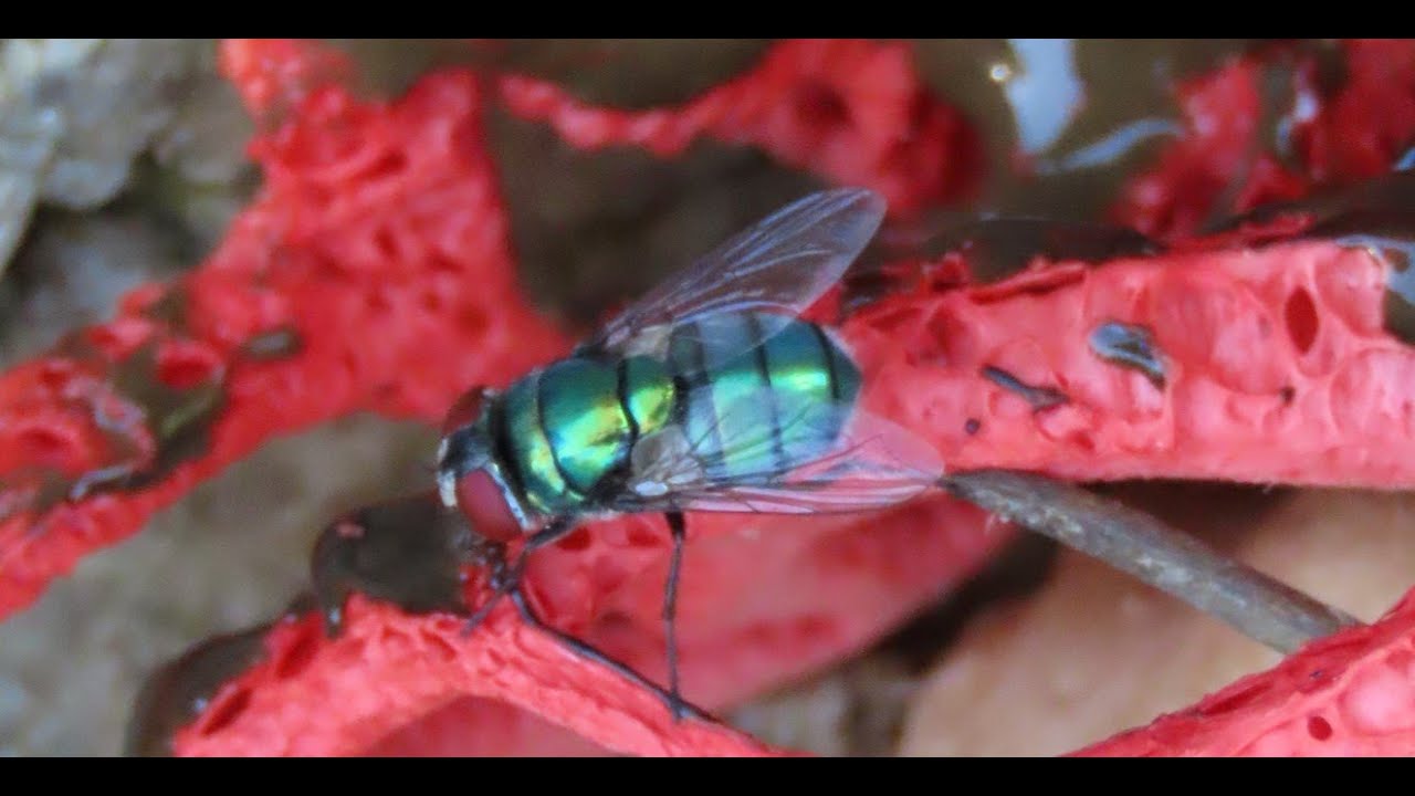 The Common Green Bottle Fly Lucilia Sericata On Clathrus Ruber Greece the-common-green-bottle-fly-lucilia-sericata-on-clathrus-ruber-greece