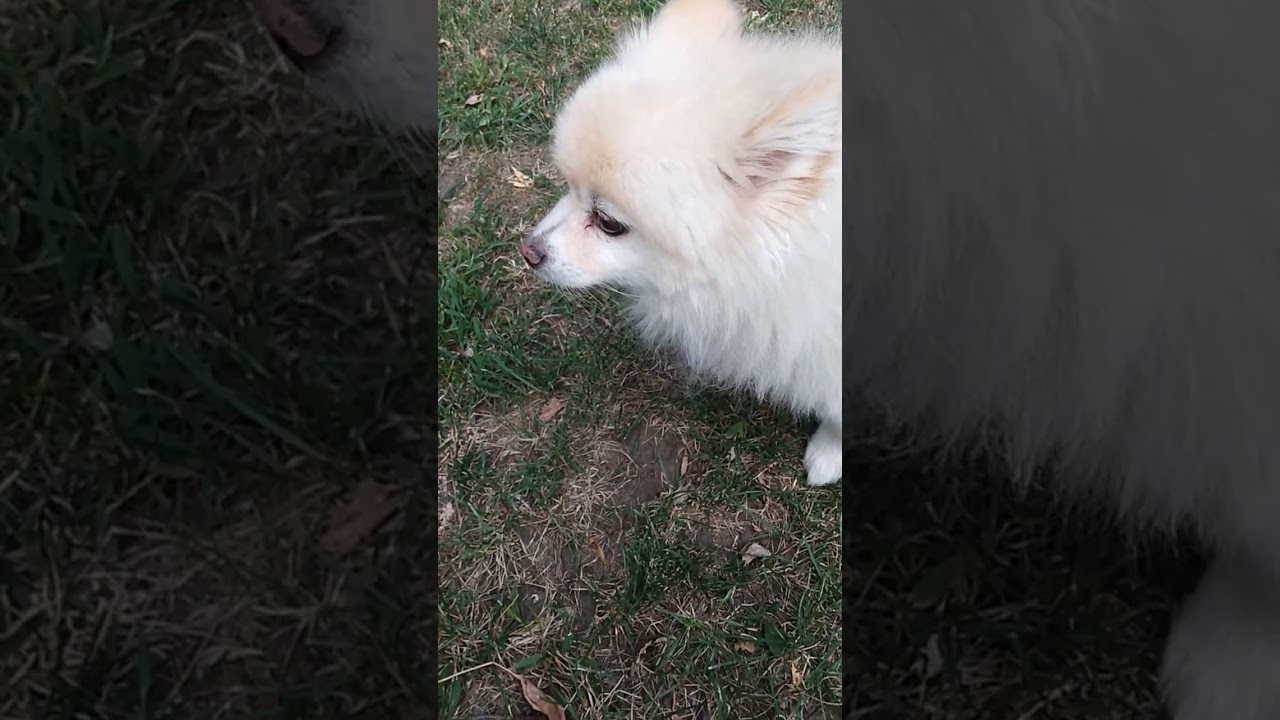 Poof Bear Never Was A Howler Baby, Even For Whom The Bell Tolls