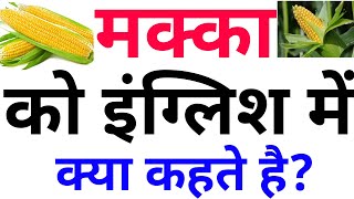 मक्का को इंग्लिश में क्या बोलते है??? Makka ko English mein kya kahte hain | daily English Words