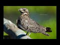 AVES DE ARGENTINA y sus cantos (segunda parte).