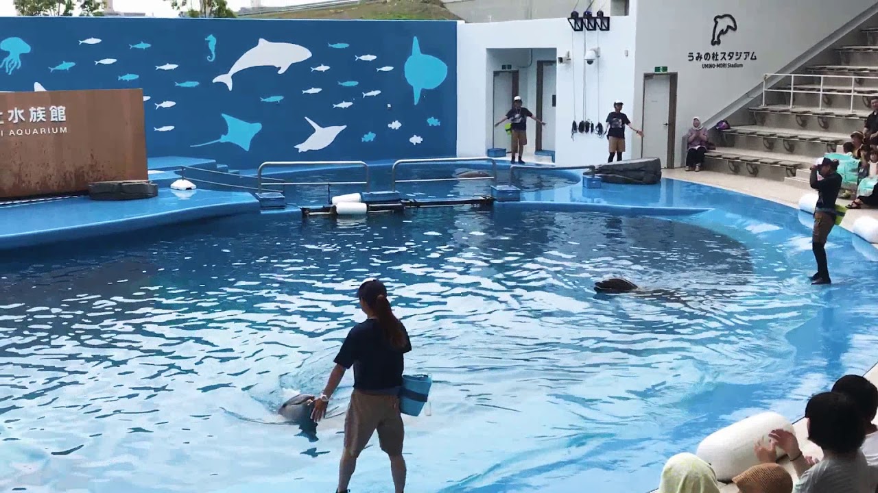 仙台うみの杜水族館 イルカショー・一部 YouTube 仙台うみの杜水族館 イルカショー・一部 YouTube