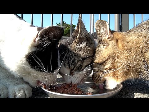 死に物狂いでカルカン(kalkan)とちゅ～るを食べるかわいい猫たち 野良猫 感動猫動画 ASMR