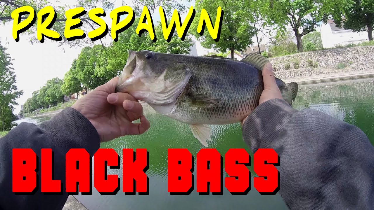 PÊCHE DU BLACK BASS EN STREET FISHING - PRESPAWN, C'EST GROS !