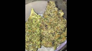 MOST EXOTIC WEED YOU WILL EVER SEE COMPILATION 2019 - TOO FIRE