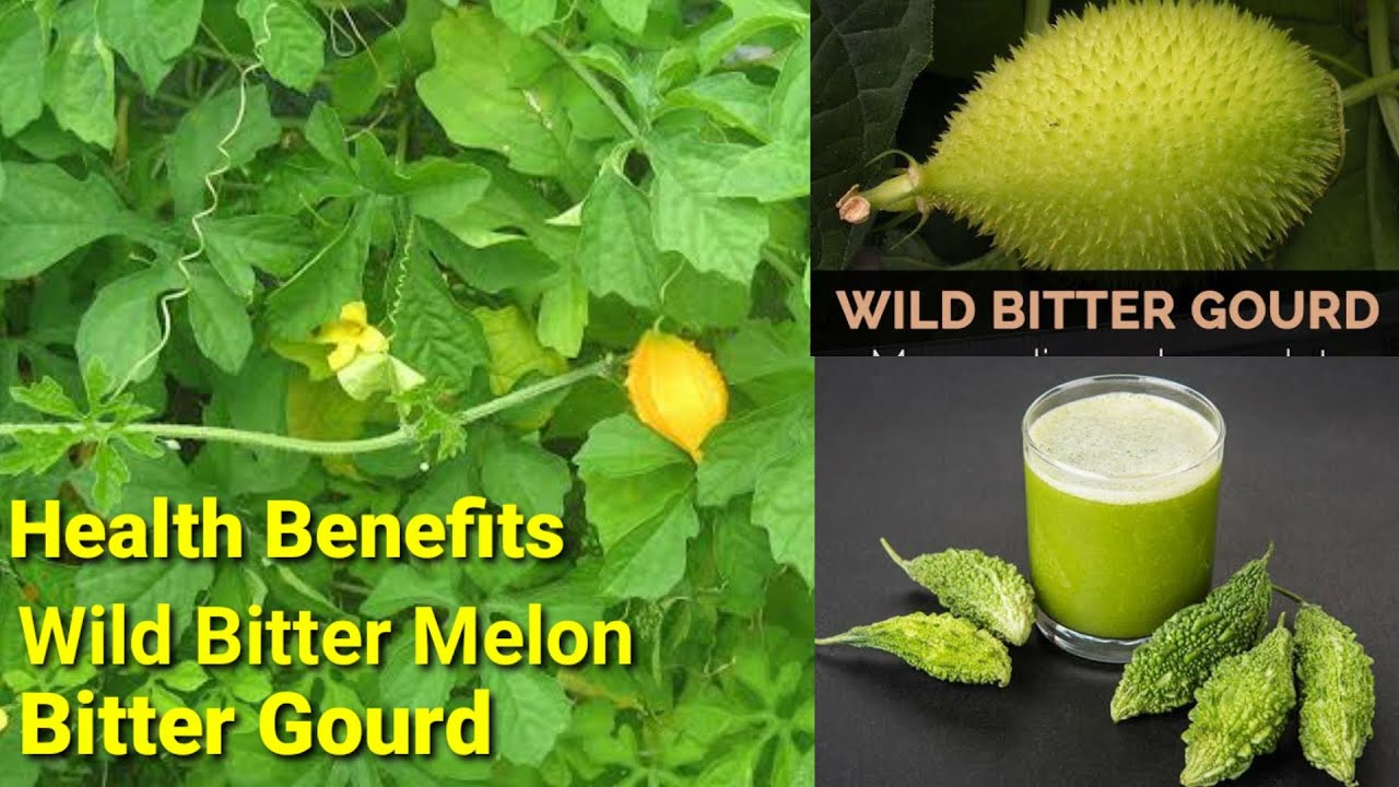 Wild Bitter Melon Or Bitter Gourd Healthy Benefits Ampalayang Gubat Youtube