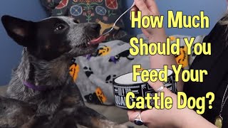 How Much Food Should You Feed Your Heeler? ~ Free Feeding & More ~ Australian Cattle Dog