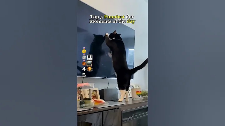 Video 11341051: cat fails funny pets, cats funny pets animals, cat love