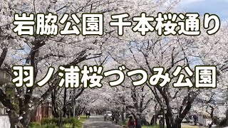 岩脇公園 千本桜通り＆羽ノ浦桜づつみ公園