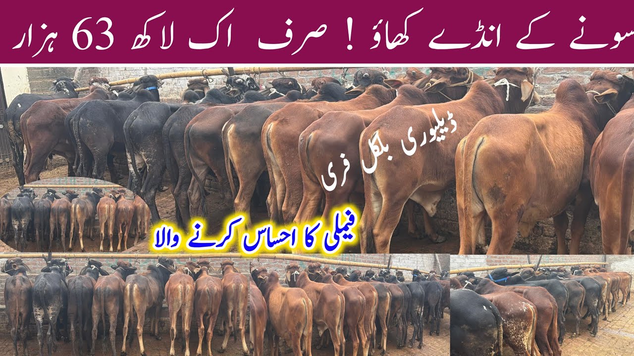 Лучший бизнес-план для фермы по выращиванию коров породы Бахра — как начать ферму по выращиванию ...