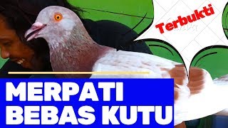 CARA MENGHILANGKAN KUTU BURUNG MERPATI!! TERBUKTI..!!!
