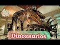 Dinosaurios, fósiles y animales sorprendentes en Museo de Historia Natural  Los Angeles, California
