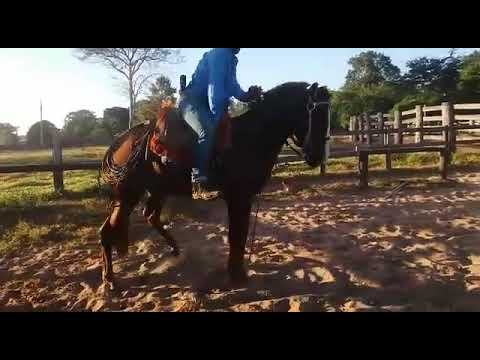 cavalo pulador pantanal 