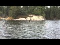 Eagle on Lake of the Woods