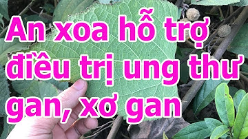 AN XOA VỊ THUỐC QUÝ HỖ TRỢ ĐIỀU TRỊ UNG THƯ GAN, XƠ GAN TỪ DÂN GIAN