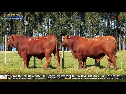 Lotes 71 e 72 Brangus | 27º REMATE ANUAL SANTA TEREZA 29/09/26 Parceria Leilões - El Campo Produções