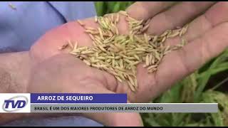 Brasil é um dos maiores produtores de arroz do mundo!