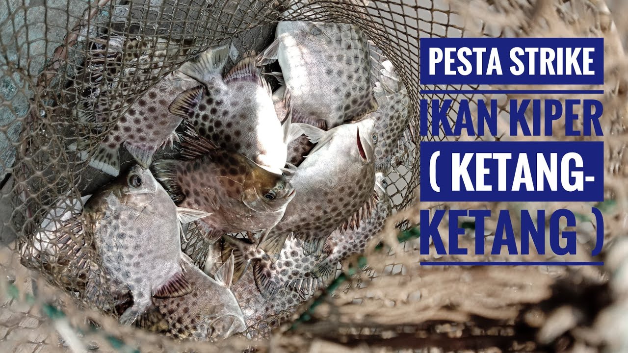 Pesta strike ikan kiper borneo 