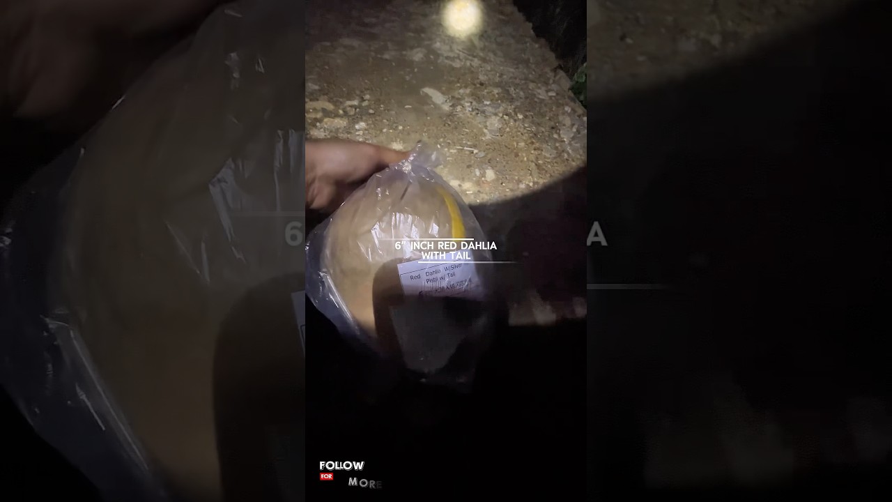 6” Inch red Dahlia with Tail 