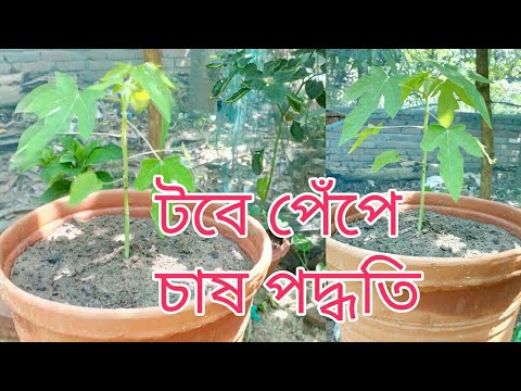 টবে পেঁপে চাষ পদ্ধতি part-1/How to grow papaya plant in pot