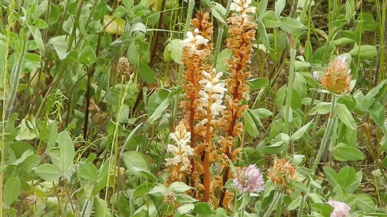 ヤセウツボ/Orobanche minor 02_190519_北野調整池