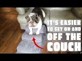 Unboxing the Perfect Dog Ramp for High Beds and Couches | Ideal for Puppies & Senior Pets!