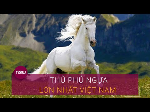 Video: Khối U Da (Sarcoid Ngựa) ở Ngựa