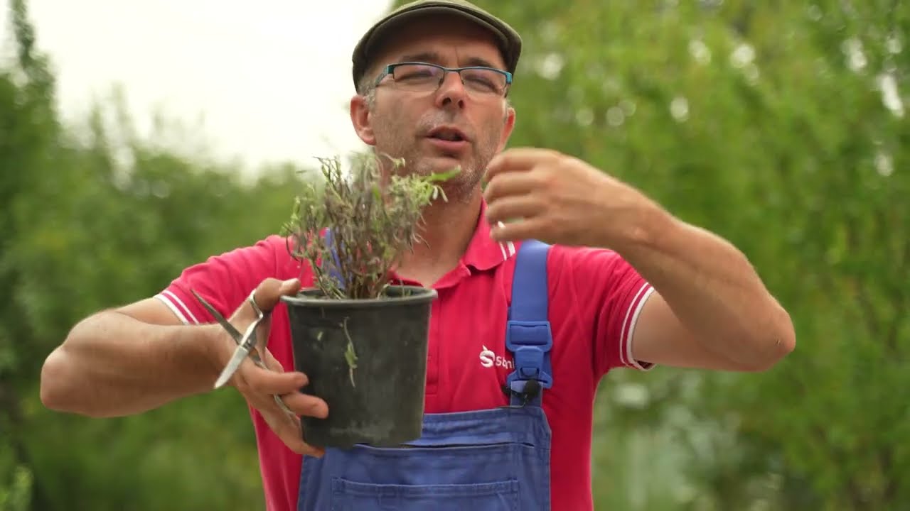 Tajna mog vrta ep. 135 01.09.2023. Aronija, borovnica, lavanda, breza