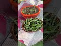 Sansevieria Cylindrica Plant Factory
