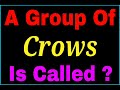 A group of crows is called  collective noun of crows