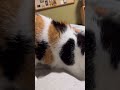 【三毛猫】一緒に寝たい私とミケ