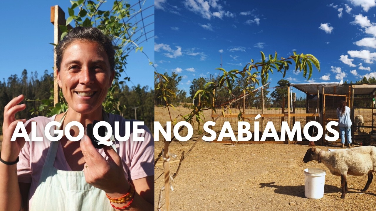 Algo que no sabíamos hasta llegar acá | Rutina de ovejas, Cosecha de papas y los avances de la Casa
