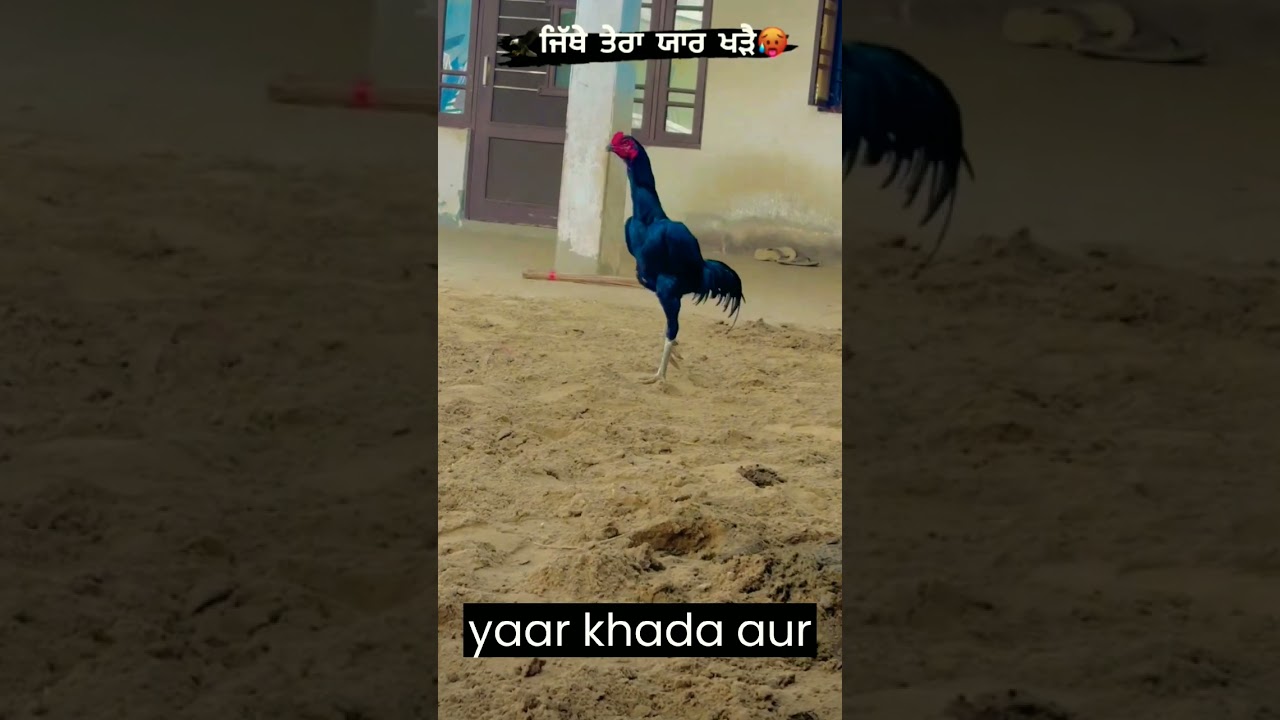 Top Aseel Punjab/aseel lover❤/