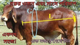 গরুর ওজন নির্ণয় করার সবচেয়ে সহজ পদ্ধতি – How to measure Cow weight easily screenshot 3