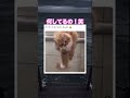 びっくりしちゃうよ笑　#shorts#動物#かわいい#可愛い#癒し#癒し動画 #猫