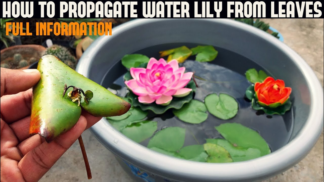 Do Cut Lillies Retain Water 